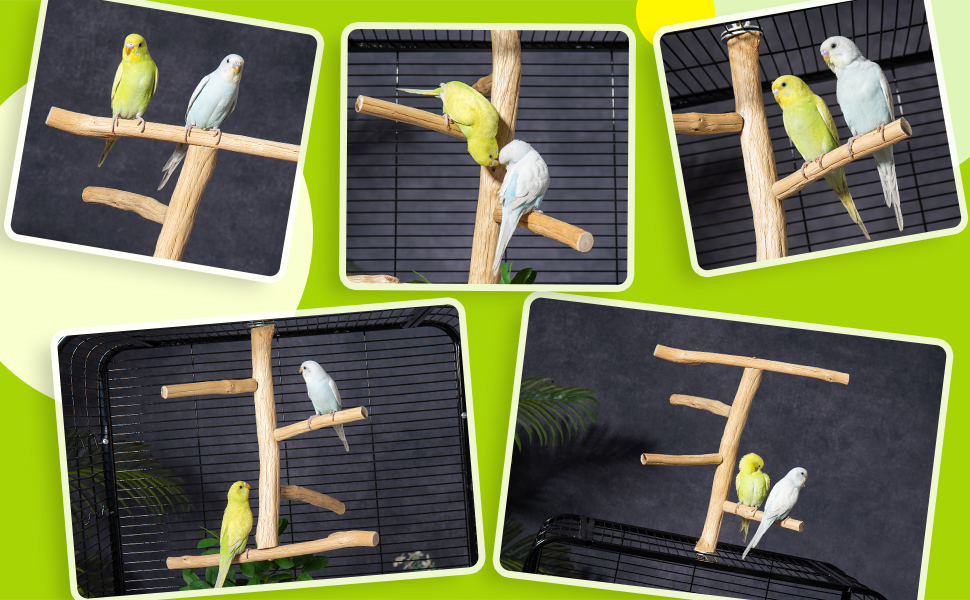 2-in-1 Convertible System: ↑ Training Platform / ↓ Comfort Perch