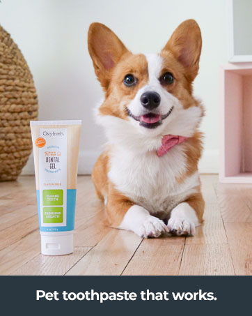 oxyfresh flavor free pet dental gel toothpaste with a smiling corgi in a bow 