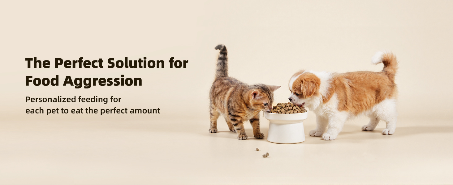 automatic cat feeder 3 cats