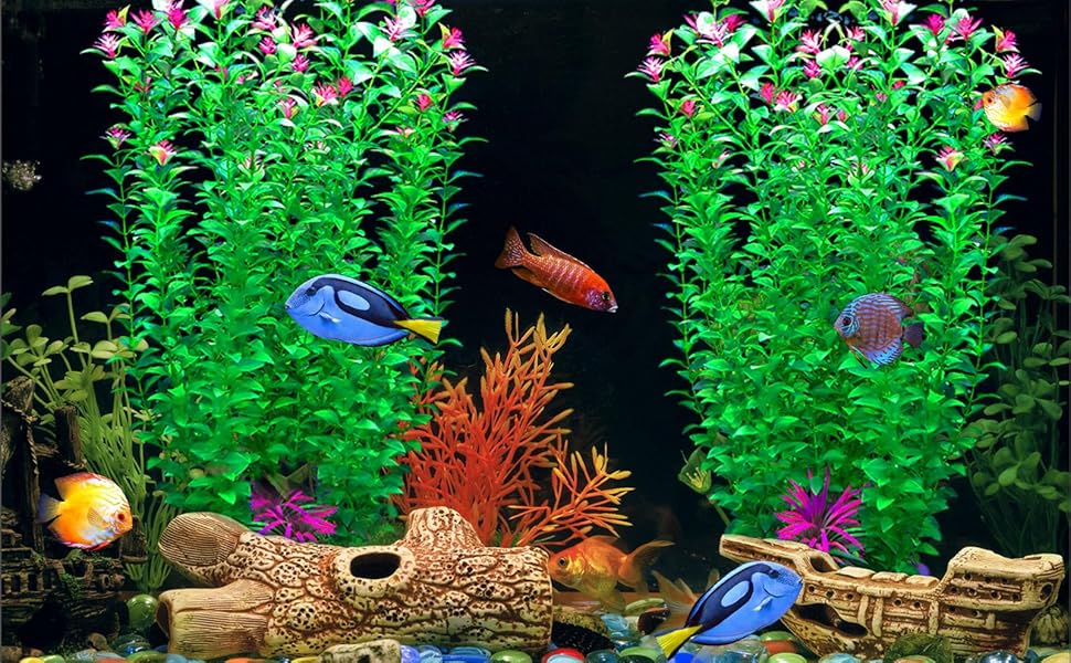 aqaurium plant
