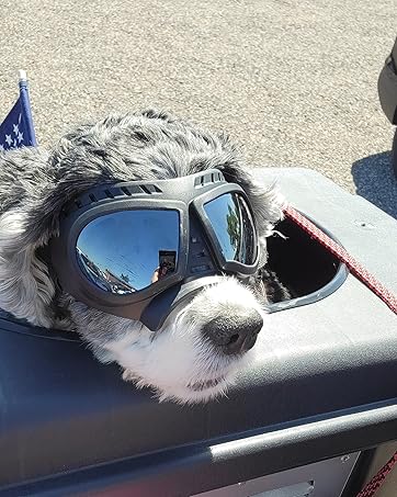 Pet goggles