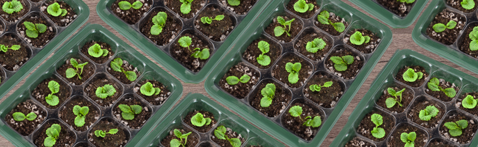 seed germination kit