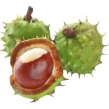 Horse Chestnut Seed Extract