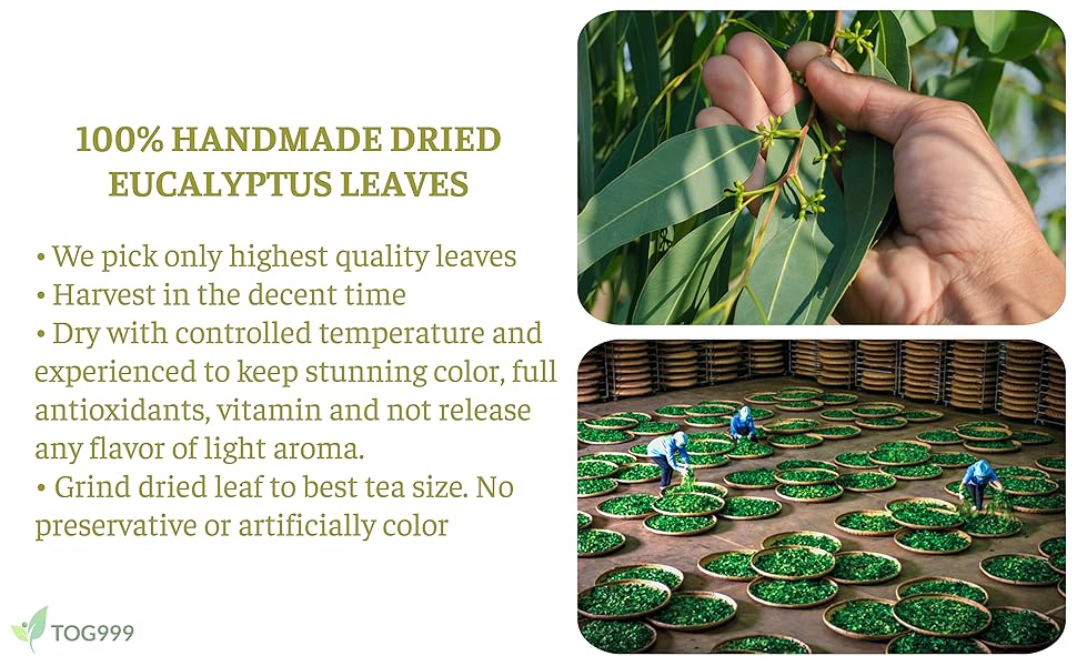 100 Eucalyptus Leaf Tea Bags, 100 Organic & Natural, Non