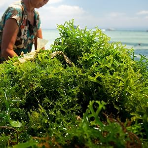 klamath algue bio complement alimentaire