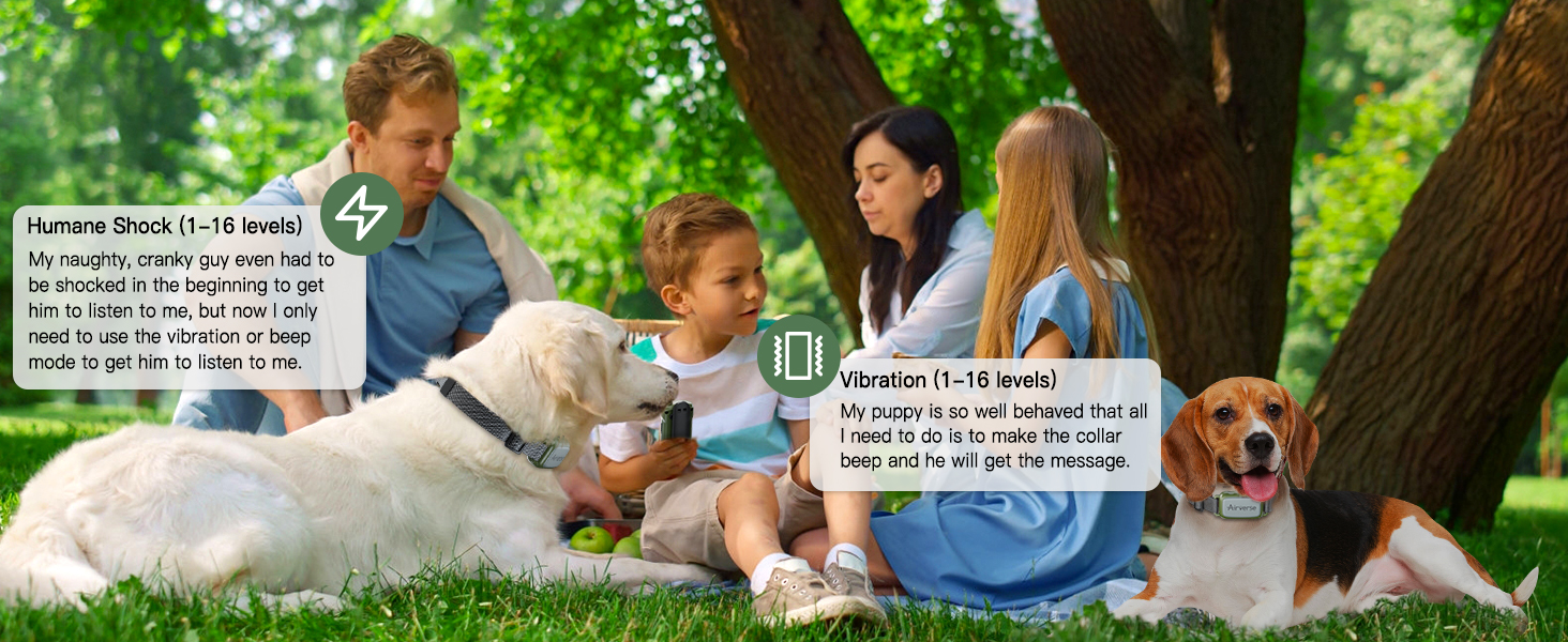 dog training collar