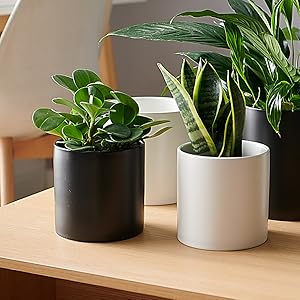 plant pot