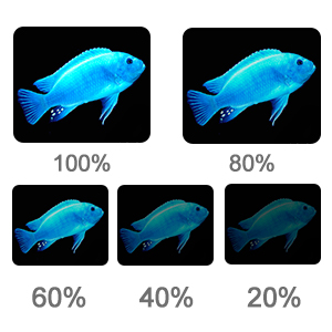 Brightness Adjustable