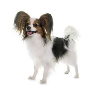 Papillon