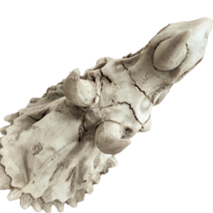 Reptiles Resin Triceratops Skull Hide Decoration