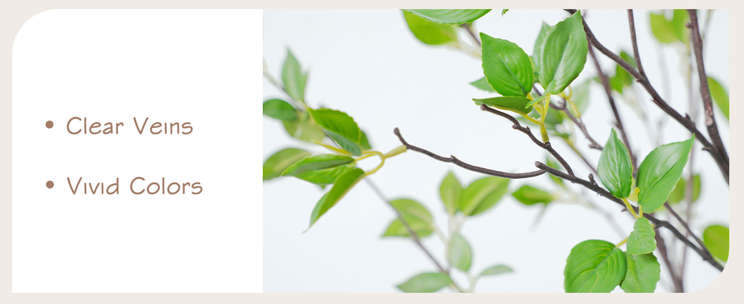 Citrus Tree