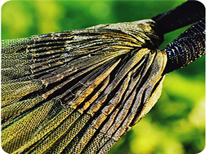 Hammock with net