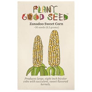 Organic-corn-seed xanadu zanadoo sweet-corn-seed corn organic seed seed-for-planting grain colored