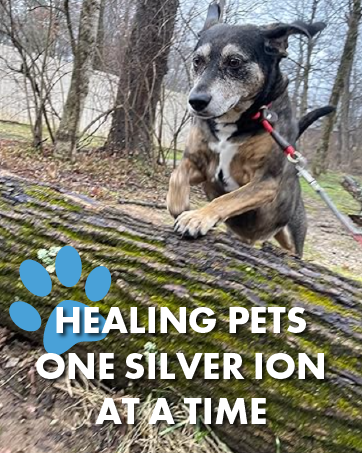 healing pets one silver ion at a time