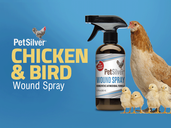 How to Treat a Wound on a Bird: Easy Steps for Quick Healing