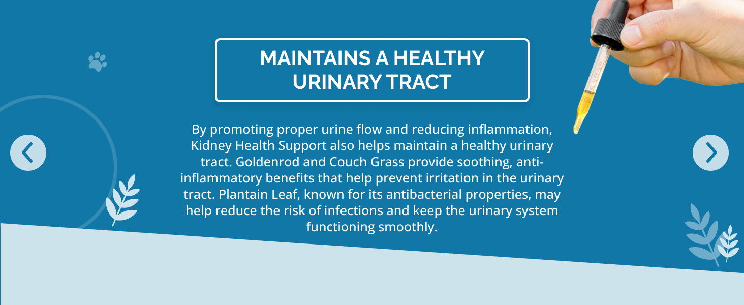 kidney health support for dogs and cats helps maintain healthy urinary tract for pets