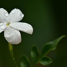 Jasmine fragrance