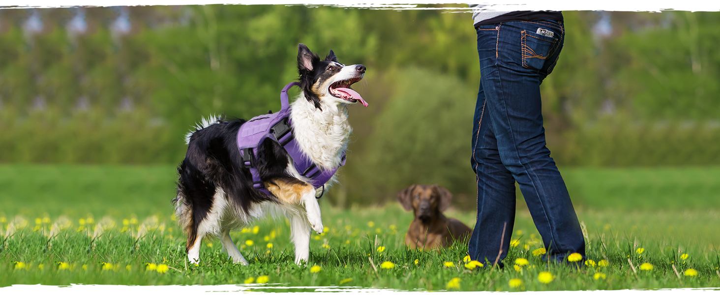 WINGOIN Purple Tactical Dog Harness Vest with Handle