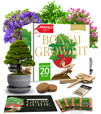 bonsai, bonsai kit, planting, gardening, indoor gardening, gift