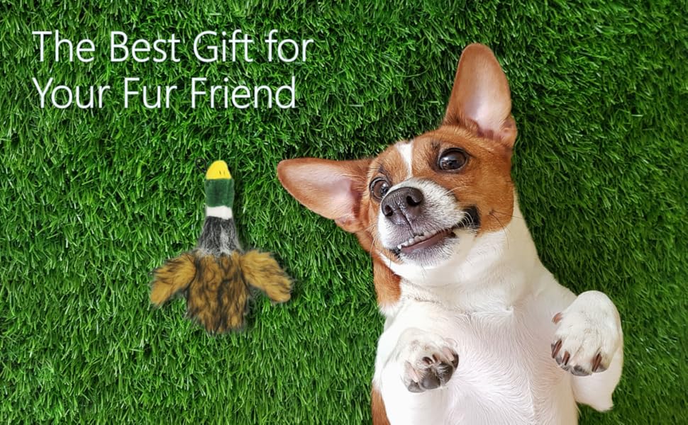 gift for dog