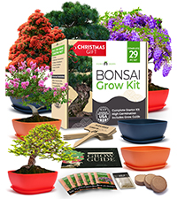 bonsai, bonsai kit, gift, gardening, 