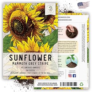 mammoth grey stripe sunflower seeds for planting