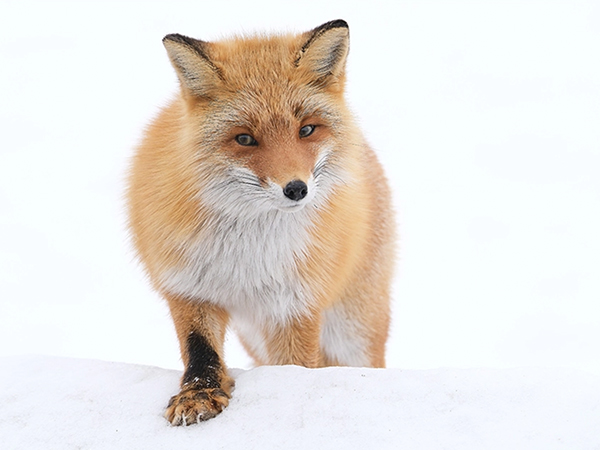 XF150-600mm
