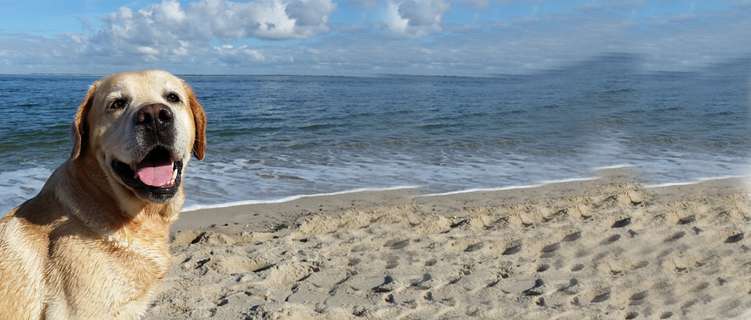 Dog life jacket shark