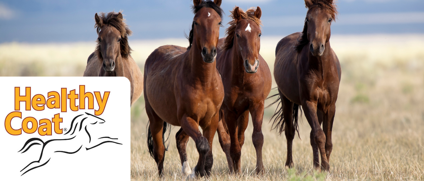 chicken feed supplement poultry additive hens molting plumage feather growth egg quality support