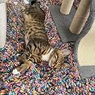Cat Mat Cat Rug Pet Friendly Carpet Cozy Super Soft