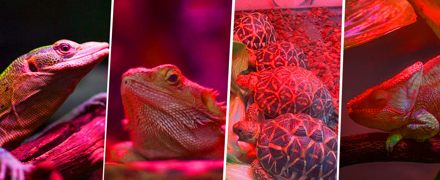 Reptile Infrared Heat Lamp