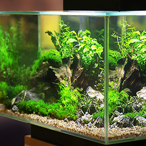 Coral Reef Decor