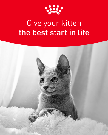 give your kitten the best start in life