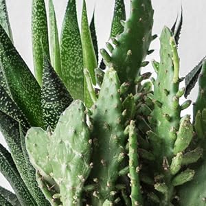 cactus extract, aloe, and miniporyl