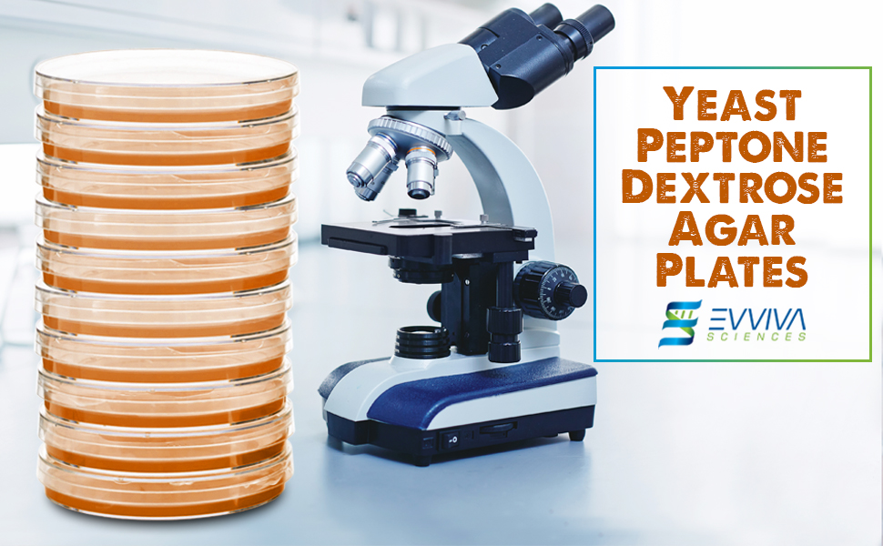 Yeast Peptone Dextrose (YPD) Agar Plates Evviva Sciences Great for