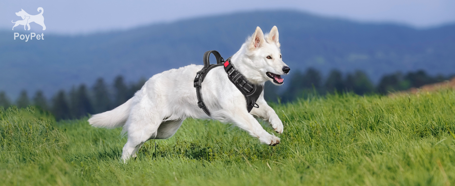 Dog harness