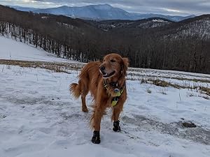 dog winter shoes