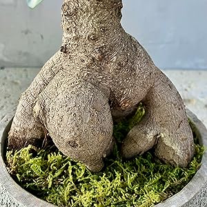 Amazon｜SUZUHA ガジュマル 盆栽仕立て 観葉植物 本物 7号