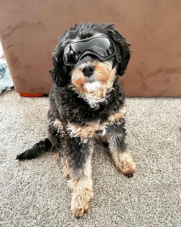 dog goggles