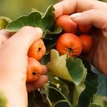 hawthorn,hawthorn berry tea,Hawthorn Fruit Tea