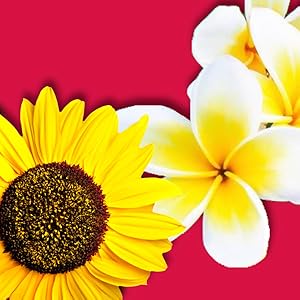 sunflower and tahitian gardenia