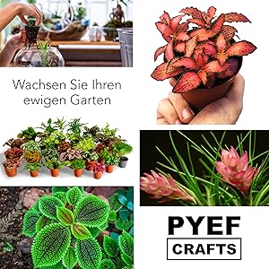 eine Collage aus verschiedenen Pflanzenarten
