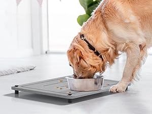 Clean Feeding Area for Pets
