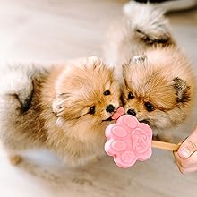 Ghiaccio per cani
