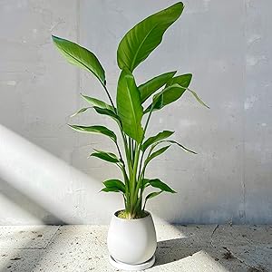 ストレリチア　オーガスタ　グラファイトストーム陶器鉢　植え込み発送 ストレリチア オーガスタ グラファイトストーム 陶器鉢 植え込み