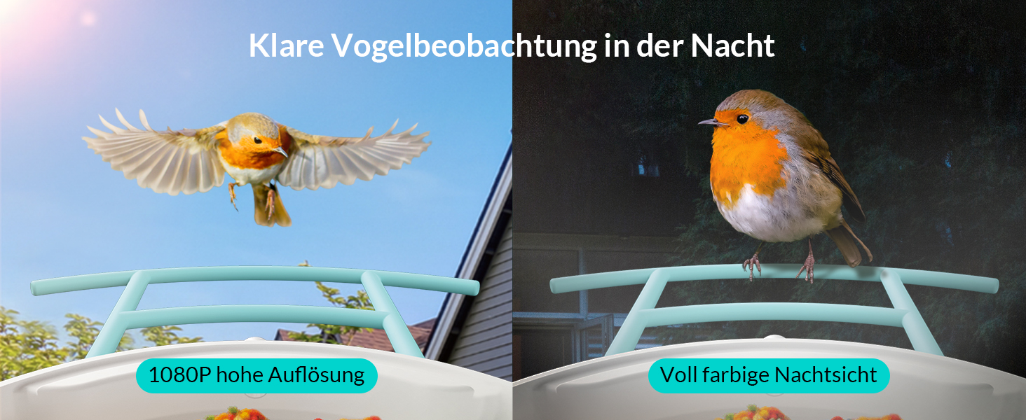 Vogelhäuschen mit Kamera