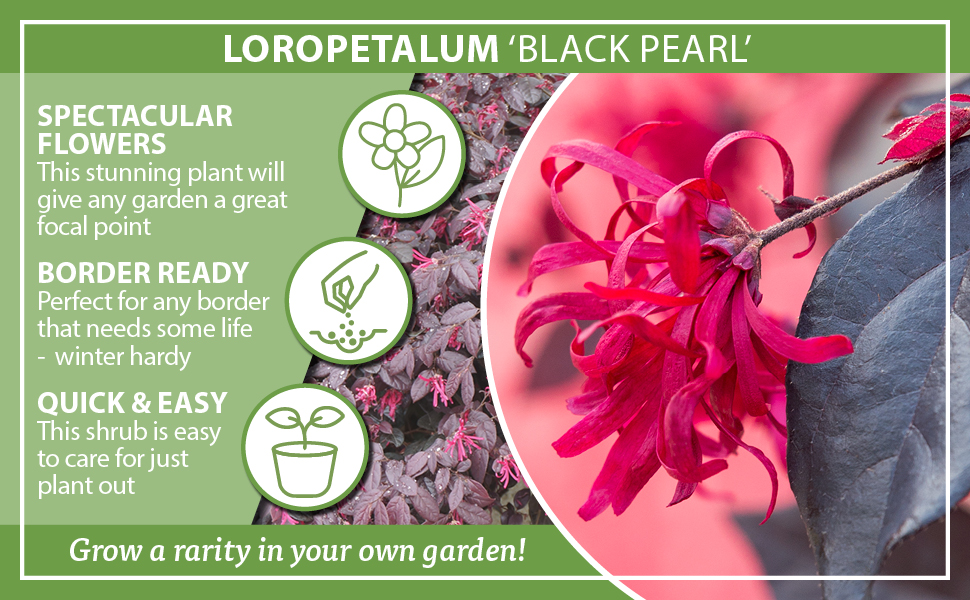 You Garden Loropetalum 'Chinese Witch Hazel' in 15cm Pot