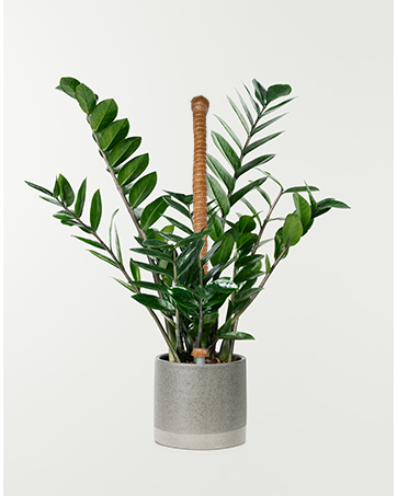 Handmade Slim Forest Moss Stick