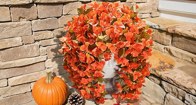 bougainvillea