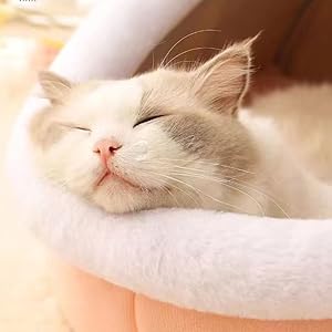 Cat Beds for Indoor